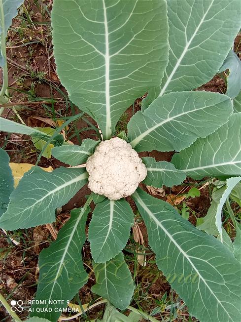  Plant